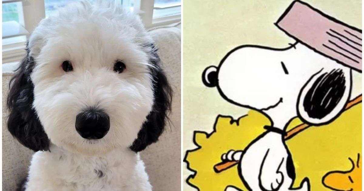 スヌーピーが実在した。そっくりの犬が「可愛すぎる」とネットで心を鷲づかみ | ハフポスト WORLD