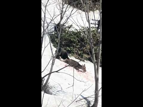 2019年4月16日北海道で仕事中ヒグマの鹿狩りに遭遇 - YouTube