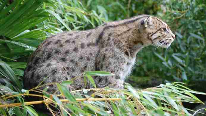 三つ子のスナドリネコ公開　鳥羽水族館「可愛い姿、見逃さないで」