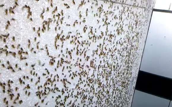 テネシー州で大量発生した壁一面を覆うセミ : カラパイア