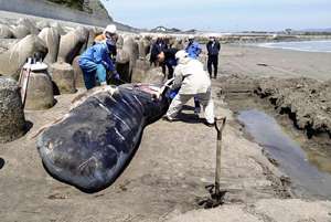 いわきの海岸に漂着クジラ埋設　全長7.1メートルの雄、衰弱死か（福島民友新聞） - Yahoo!ニュース