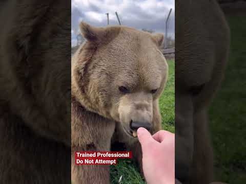 Bears love to get treats! #animals #coolanimals #dangerousanimals - YouTube