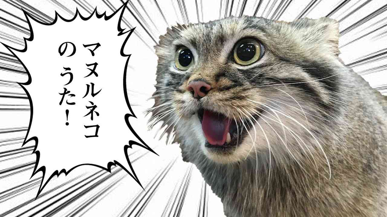 マヌルネコのうた（Pallas's cat song）Official MV - YouTube