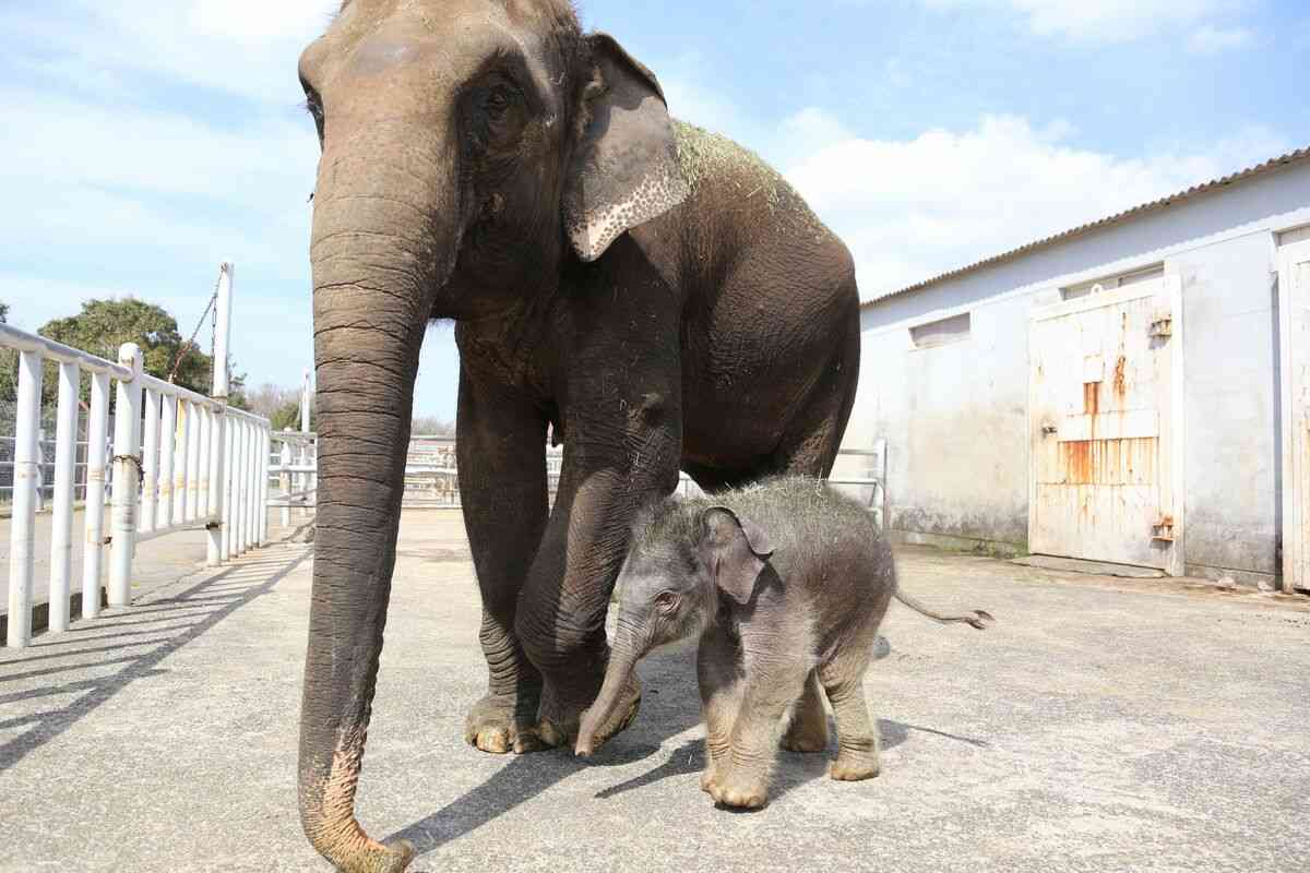 春に続々誕生！ゾウやキリン、キュートな“パンダヤギ”…「会いに行ける」全国の動物園、かわいすぎる赤ちゃん大集合