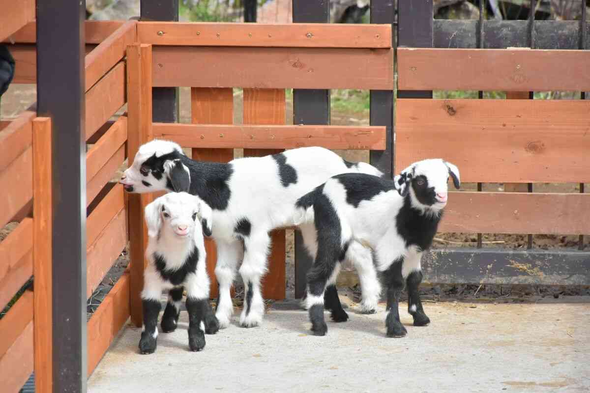 春に続々誕生！ゾウやキリン、キュートな“パンダヤギ”…「会いに行ける」全国の動物園、かわいすぎる赤ちゃん大集合