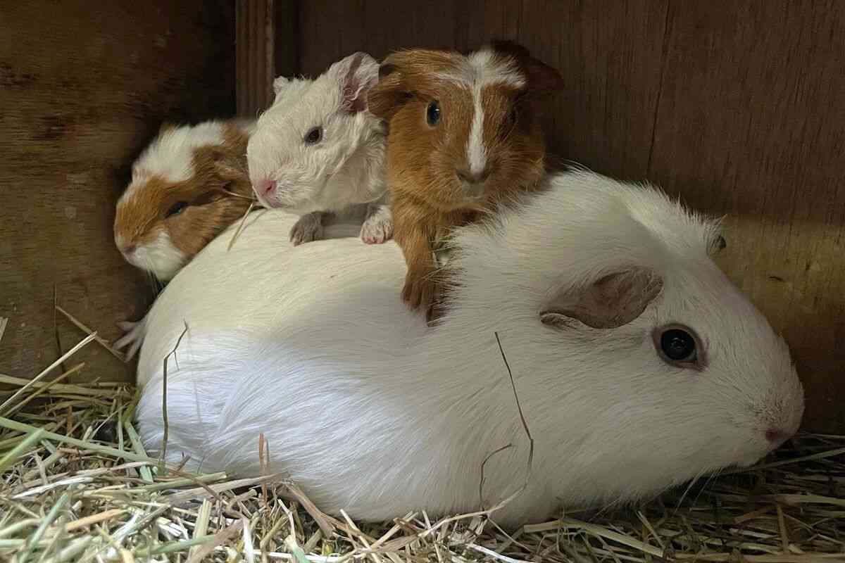 春に続々誕生！ゾウやキリン、キュートな“パンダヤギ”…「会いに行ける」全国の動物園、かわいすぎる赤ちゃん大集合