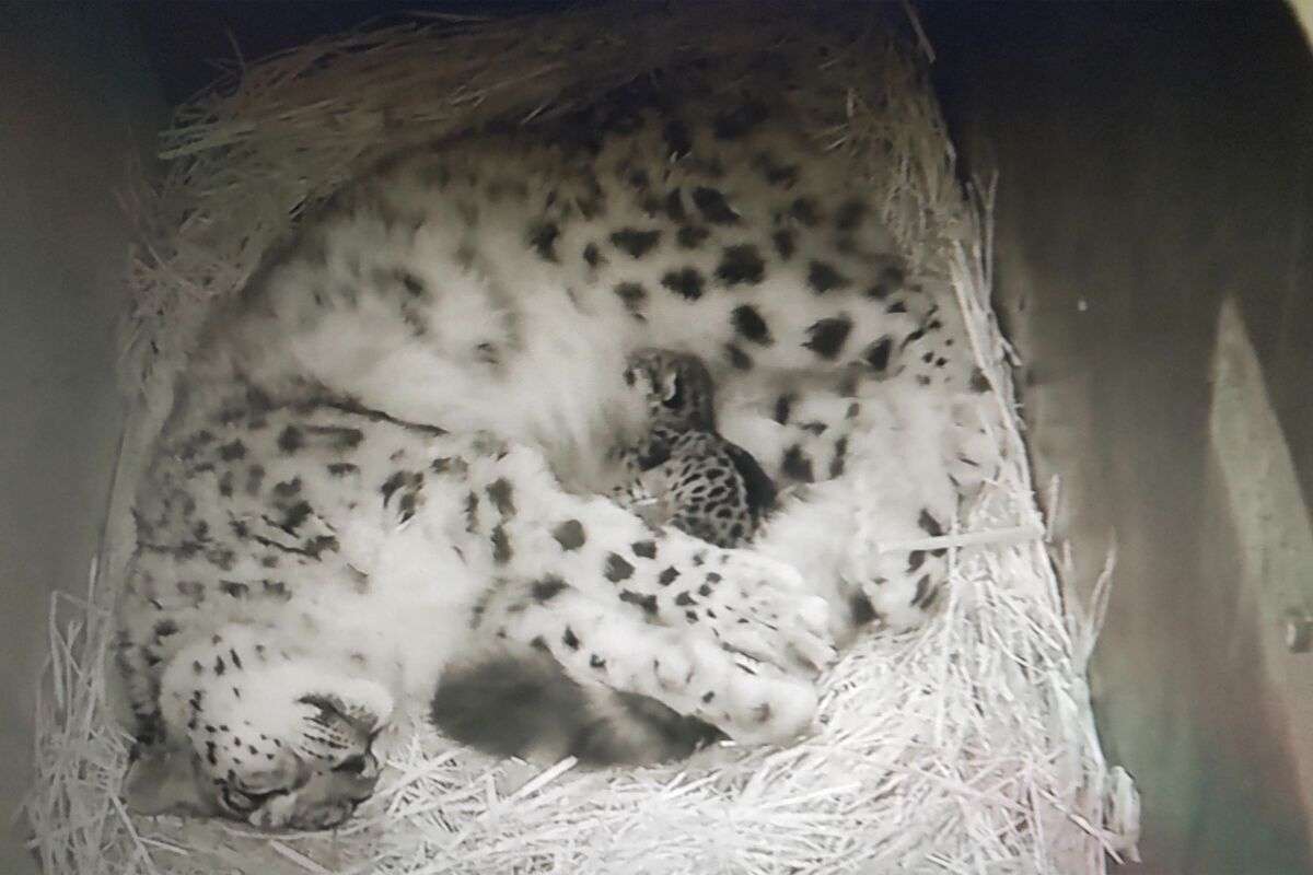春に続々誕生！ゾウやキリン、キュートな“パンダヤギ”…「会いに行ける」全国の動物園、かわいすぎる赤ちゃん大集合