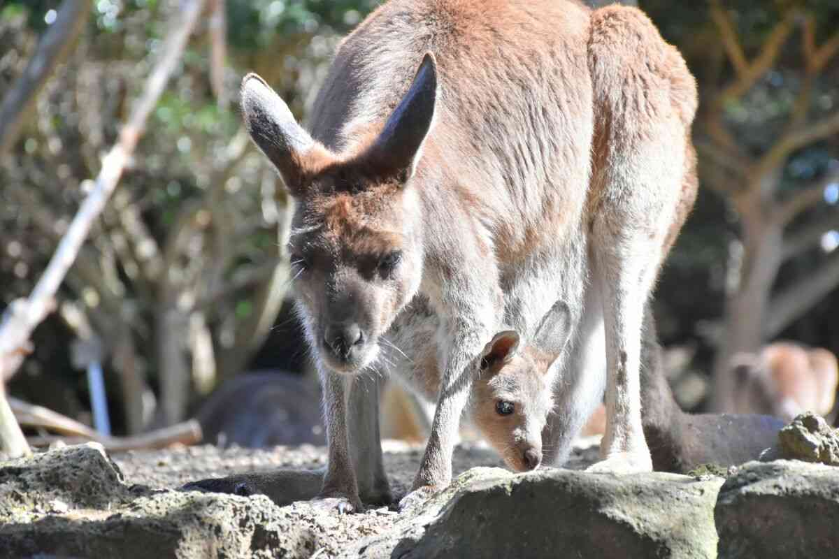 春に続々誕生！ゾウやキリン、キュートな“パンダヤギ”…「会いに行ける」全国の動物園、かわいすぎる赤ちゃん大集合
