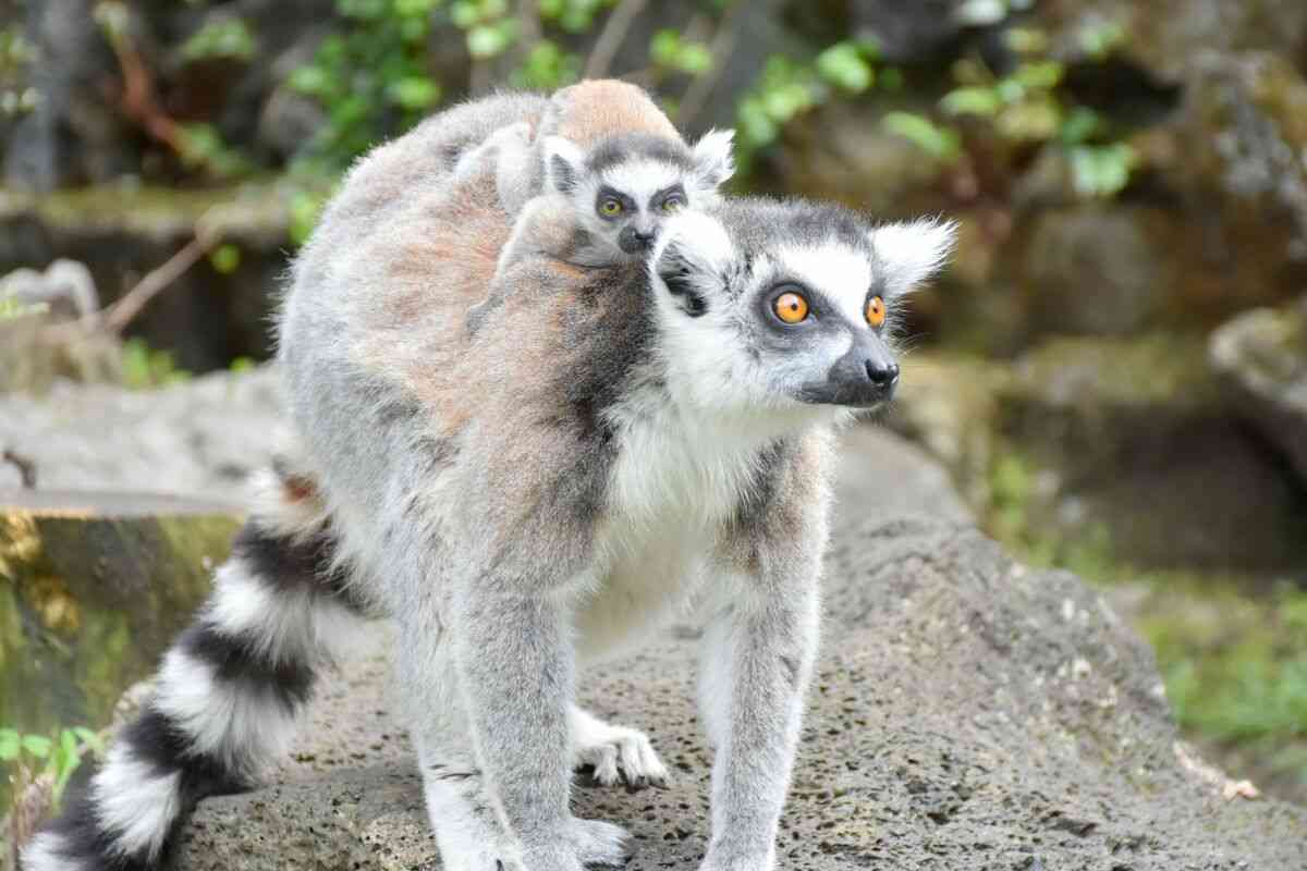 春に続々誕生！ゾウやキリン、キュートな“パンダヤギ”…「会いに行ける」全国の動物園、かわいすぎる赤ちゃん大集合