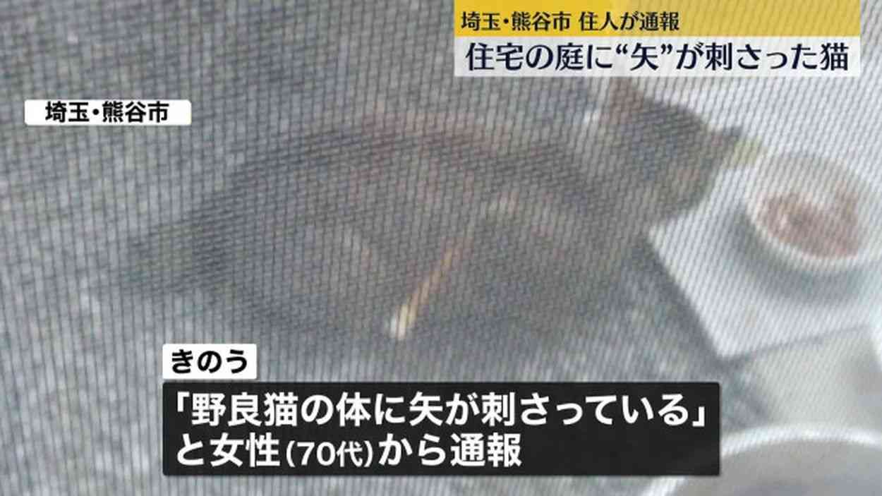 矢のようなものが刺さった猫が住宅の庭で見つかる　動物愛護法違反容疑で捜査　埼玉・熊谷市