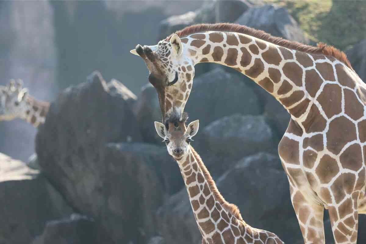 春に続々誕生！ゾウやキリン、キュートな“パンダヤギ”…「会いに行ける」全国の動物園、かわいすぎる赤ちゃん大集合