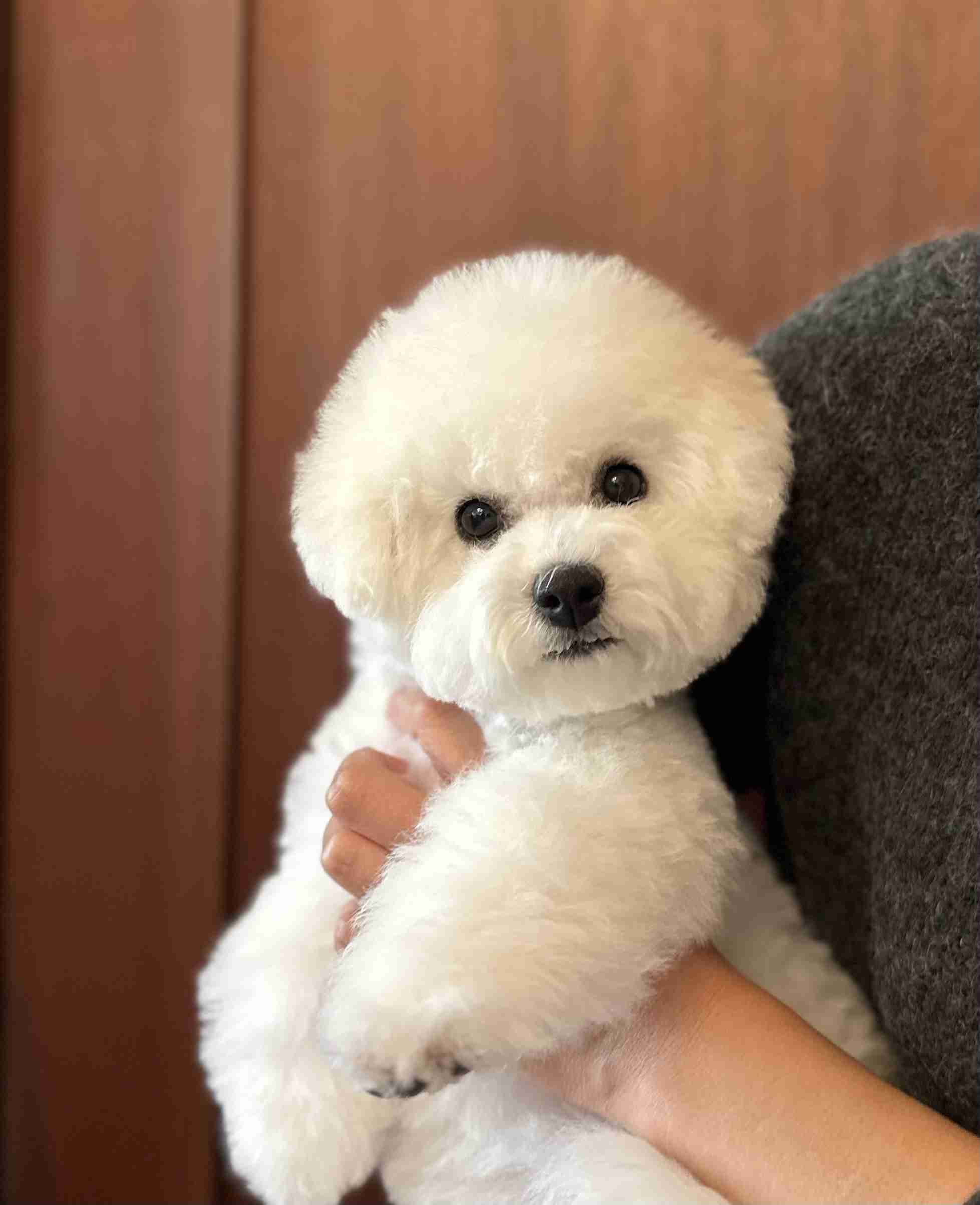 好きな犬種【みんなのオンリーワン🐶】