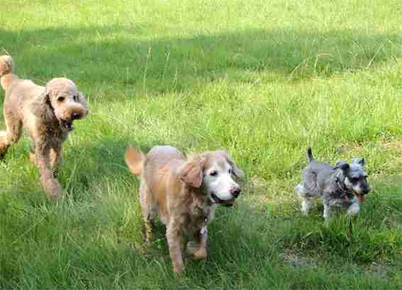 犬の習性について　本能やマーキング、穴を掘る行動の意味など解説 | わんちゃんホンポ