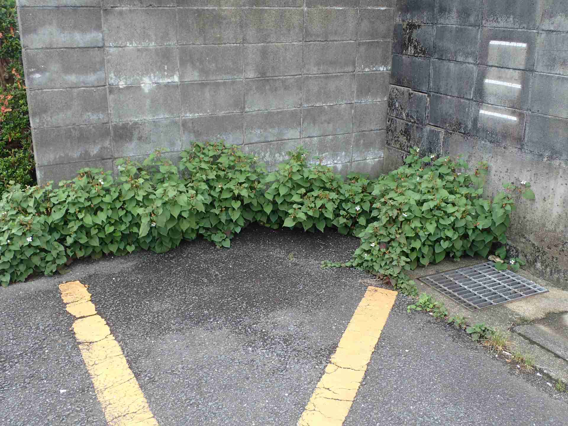 家族が糖尿病予備軍と診断されたら