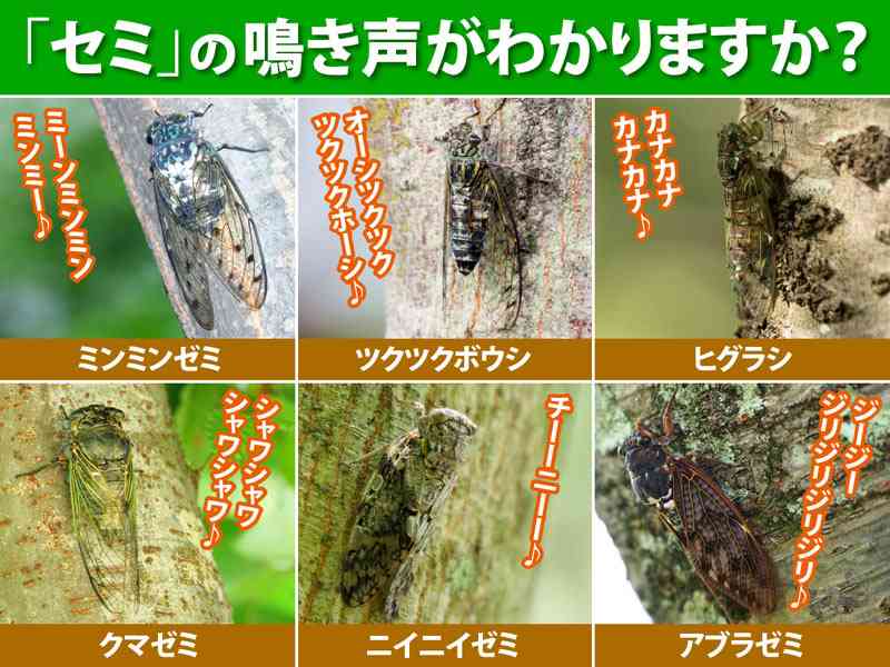 玄関前にセミが仰向けで寝転んでたときの対処法