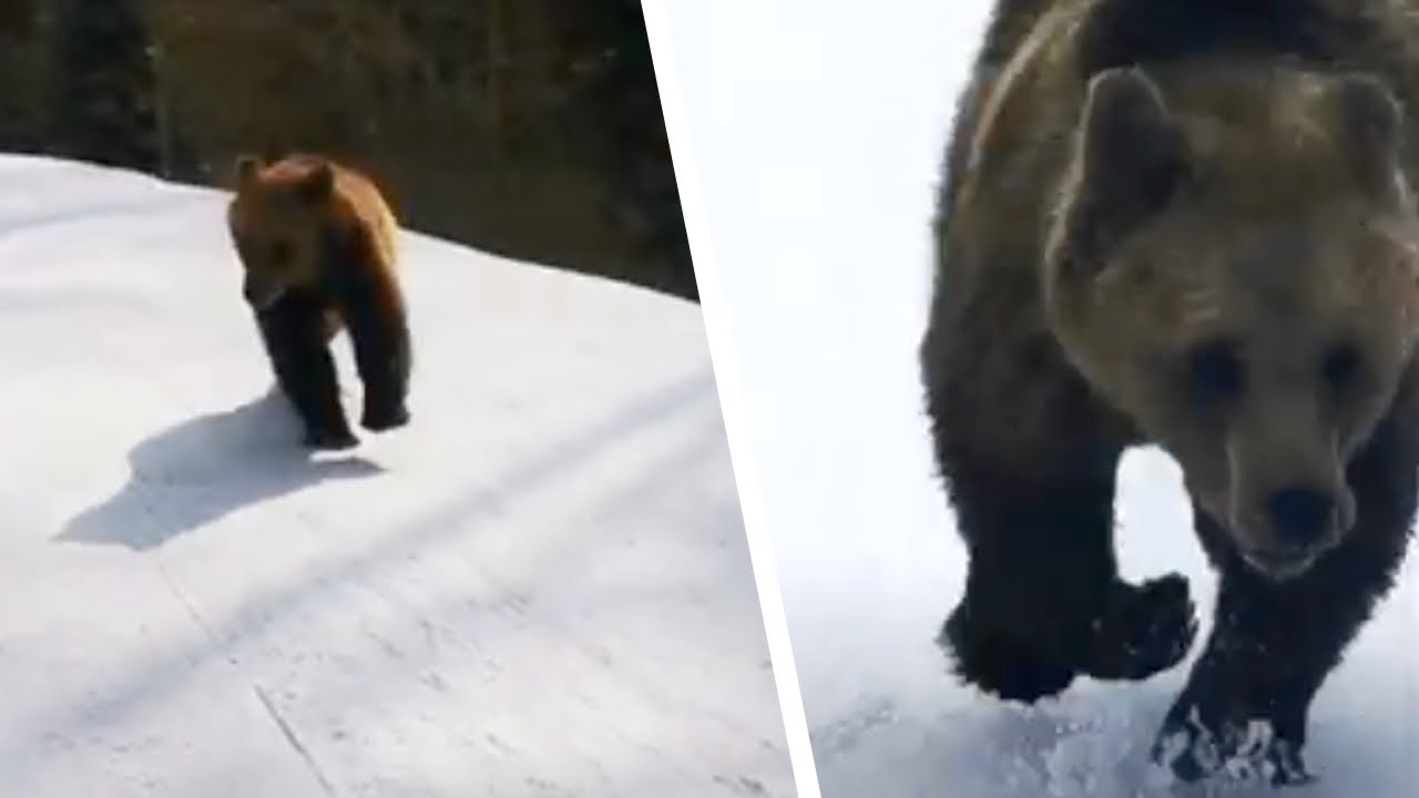 スキー中の男性が熊に追われている様子を撮影。クマが次に何をするのか、誰も予想できない - YouTube