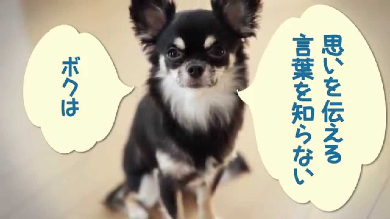 愛くるしい画像で癒やされたい