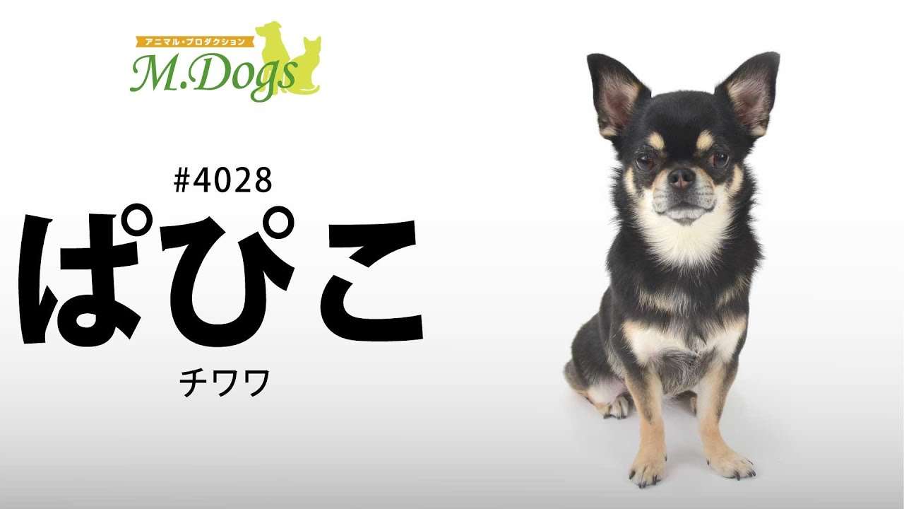 愛くるしい画像で癒やされたい