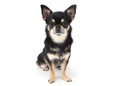 ぱぴこ｜エムドッグス