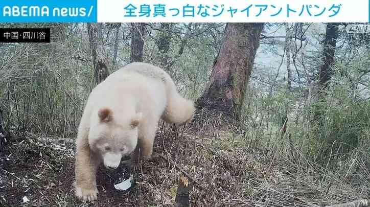中国 全身が“真っ白なジャイアントパンダ”の映像が公開 北京大学の専門家「遺伝子の突然変異かも」