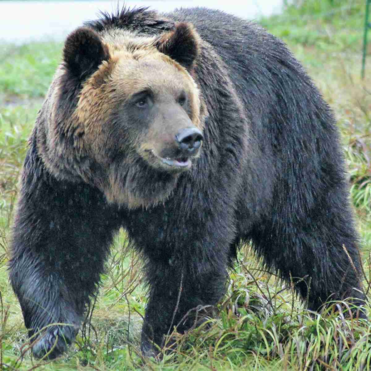 凶悪ヒグマにぶち殺された巡査、最後の言葉は「万歳！」だった【北海道警・初の殉職事件】（SmartFLASH） - Yahoo!ニュース