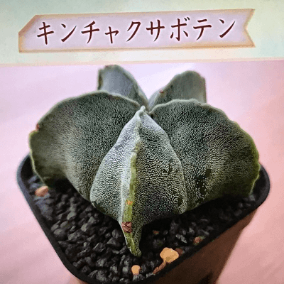 朝ドラ【らんまん】植物好き目線でお話ししませんか🍀