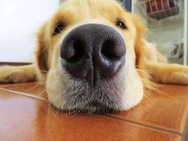 ゴールデンレトリバーの画像が集まるトピ