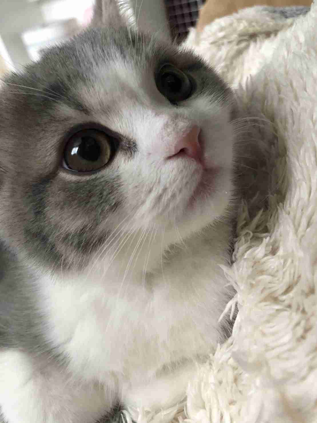 【身バレしない程度に】お宅の愛猫ちゃんを見せてください！part11 