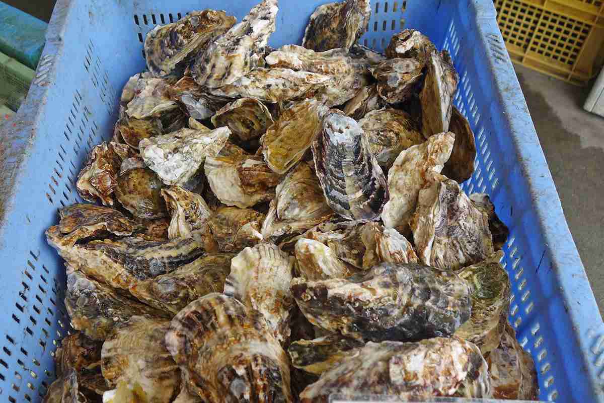江戸川で牡蠣“乱獲”＆殻不法投棄が続発　多くは中国人、条例で「罰金5万円」可決も「安すぎる！」怒りの声（SmartFLASH） - Yahoo!ニュース