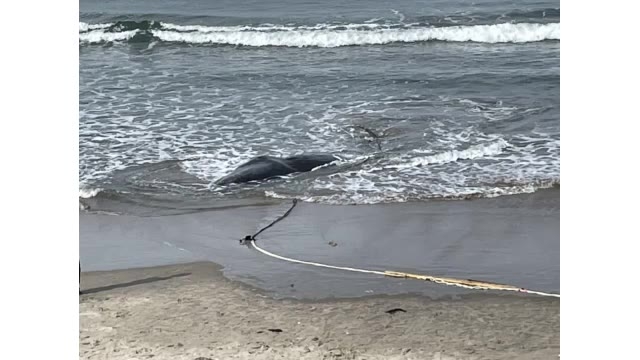 【速報】いわき市の海岸に打ち上げられたマッコウクジラ　(福島県)（福島テレビ） - Yahoo!ニュース