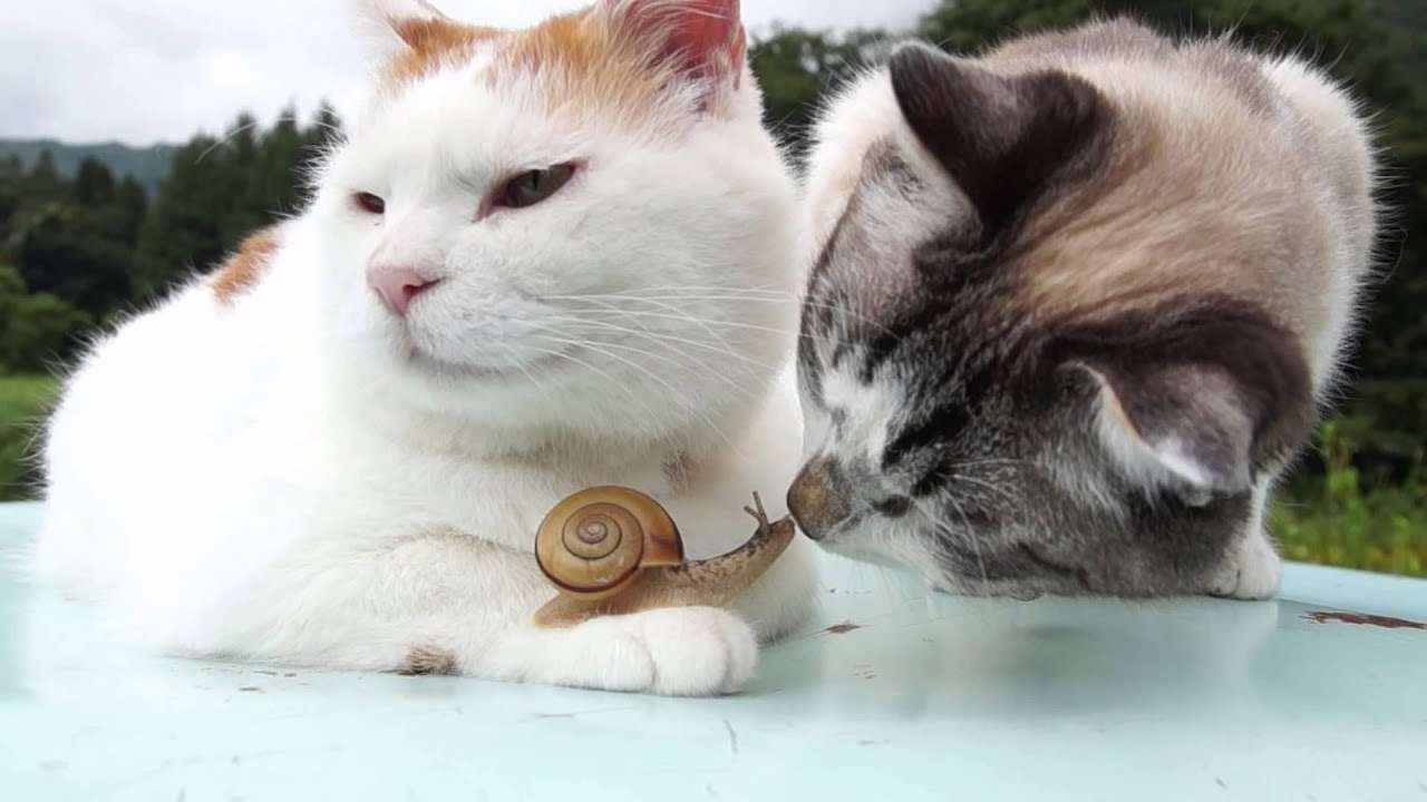 のせ猫 x かたつむりとクロ　Snail and cats - YouTube