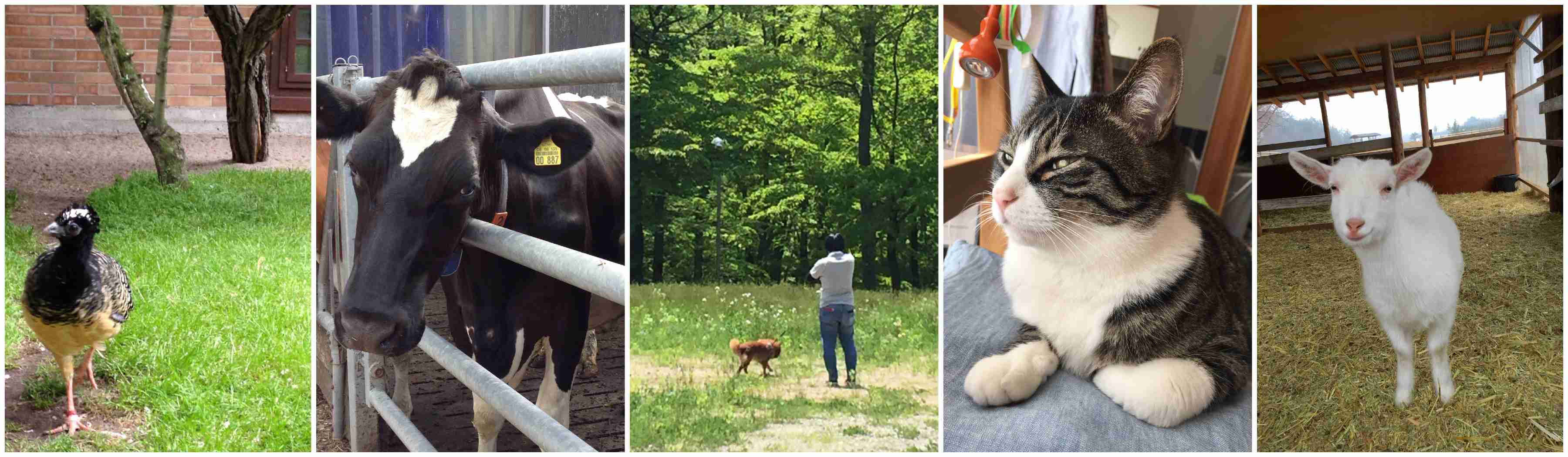 上げ馬神事 - 動物との共生を考える連絡会