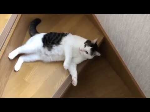 とにかく平和に雑談するトピpart14