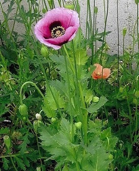 野生ケシ、京都で急増　4年で4倍以上　府「抜かずに通報を」