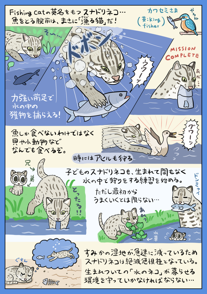 三つ子のスナドリネコ公開　鳥羽水族館「可愛い姿、見逃さないで」