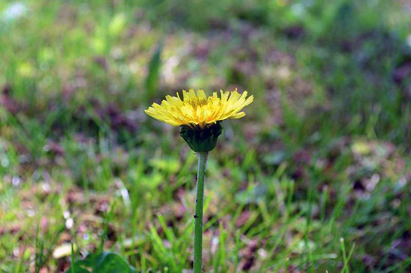 朝ドラ【らんまん】植物好き目線でお話ししませんか🍀