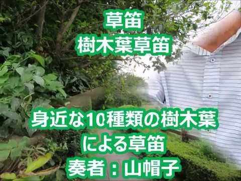 草笛演奏、身近な10種類の樹木の葉っぱによる草笛です。 - YouTube