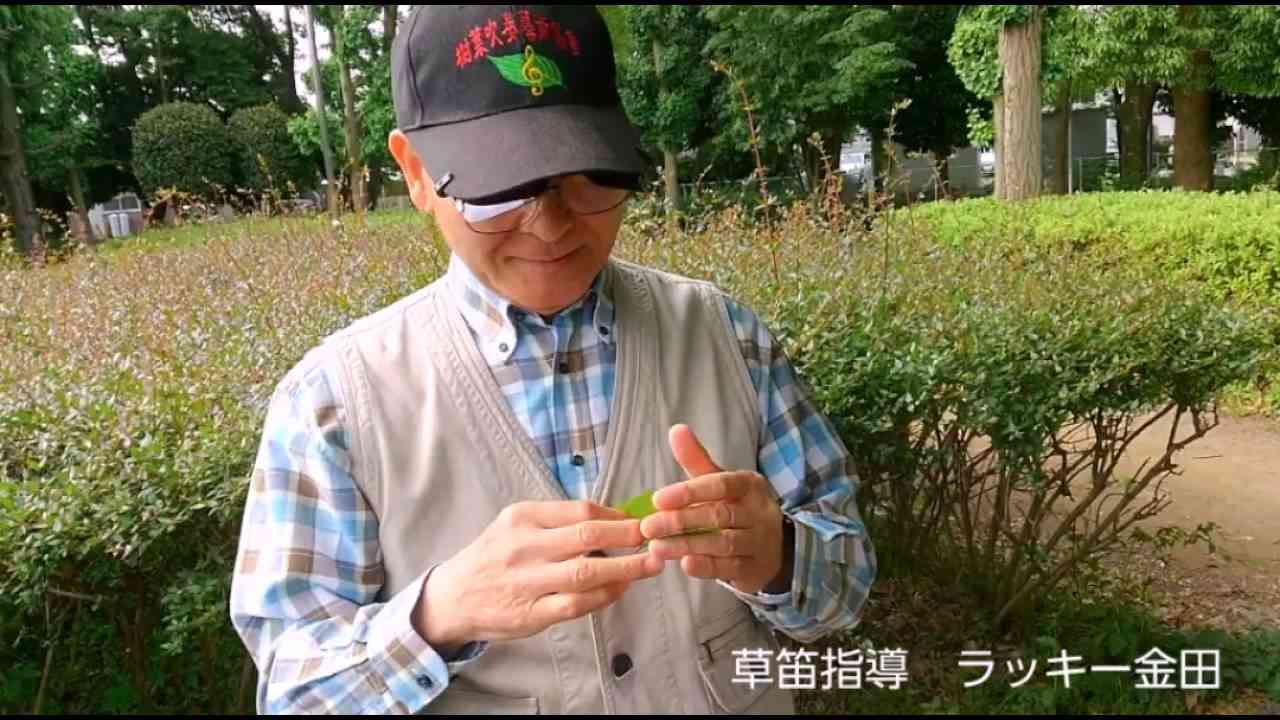 誰でも吹ける草笛のコツ【草笛の吹き方】ラッキー金田 - YouTube