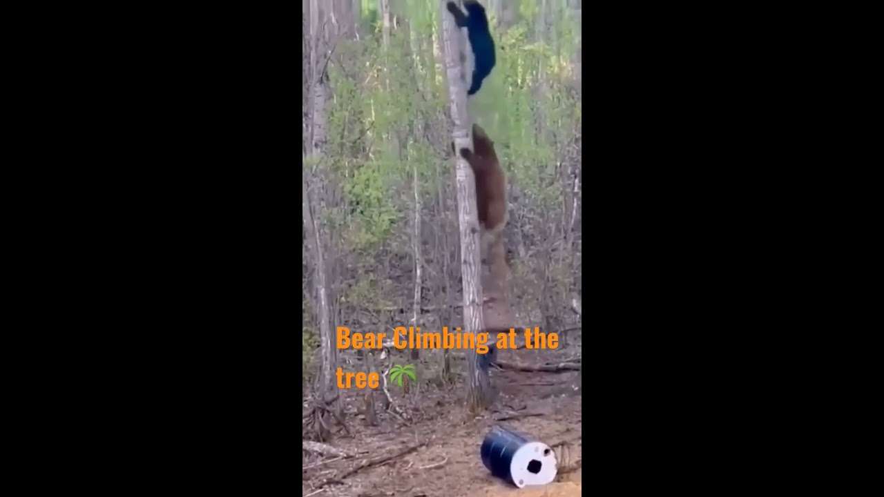 This is how two bear climb at the tree ? forest | nature | Oddly Satisfying Video #Shorts - YouTube
