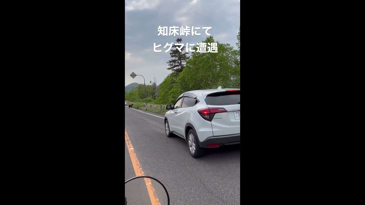 知床峠にてヒグマに遭遇 - YouTube