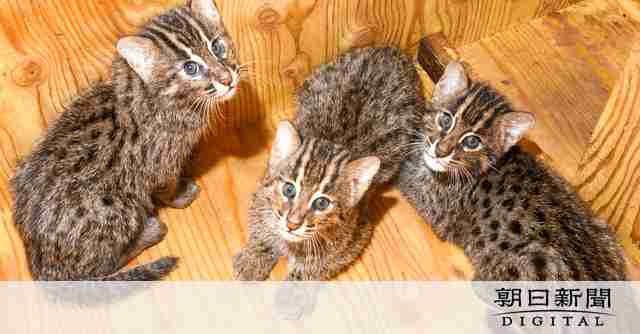 三つ子のスナドリネコ公開　鳥羽水族館「可愛い姿、見逃さないで」：朝日新聞デジタル