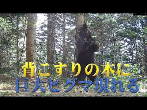 背こすりの木に 巨大ヒグマ 現れる 現場検証動画　Brown Bear Trail camera　Hunting camera　北海道ヒグマチャンネル　ヒグマ　羆　トレイルカメラ - YouTube