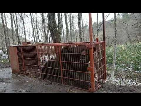 ヒグマ捕獲 - YouTube