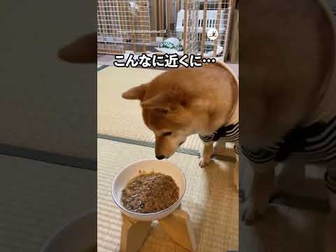 「待て」をしているはずが･･･ - YouTube