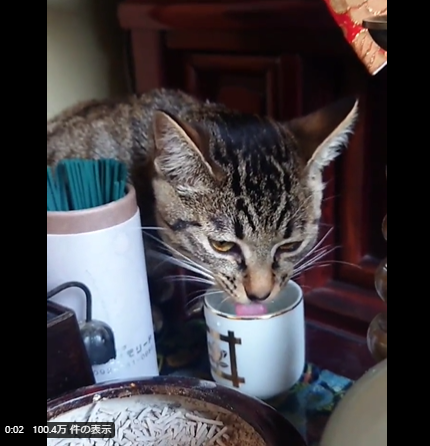 怪奇現象の原因はねこ!?　仏壇の水を飲む姿に4.6万人爆笑　「うちもやります」