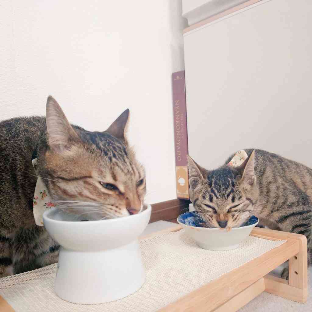 怪奇現象の原因はねこ!?　仏壇の水を飲む姿に4.6万人爆笑　「うちもやります」