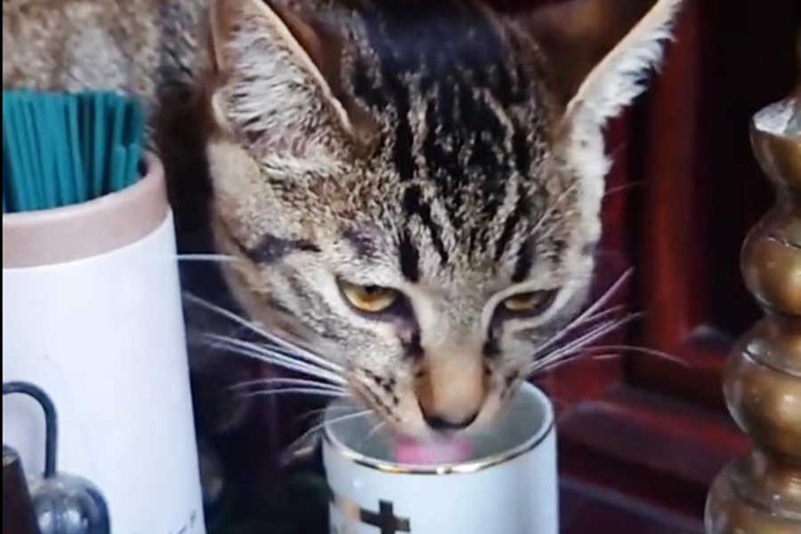 怪奇現象の原因はねこ!?　仏壇の水を飲む姿に4.6万人爆笑　「うちもやります」 | Hint-Pot