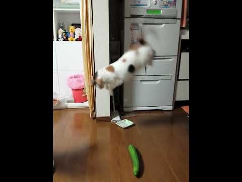 きゅうりにびっくりする猫 - YouTube
