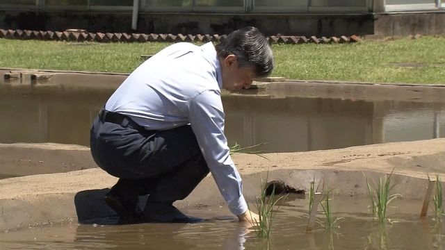 天皇陛下「お田植え」行われる　「ニホンマサリ」「マンゲツモチ」の苗20株　9月には収穫、宮中祭祀などに使われる（日テレNEWS） - Yahoo!ニュース