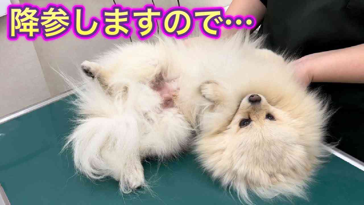 なんとか注射をまぬがれたいポメ犬が可愛すぎました。